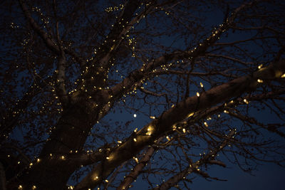 Low angle view of bare tree against clear sky