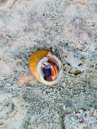 High angle view of a shell on rock