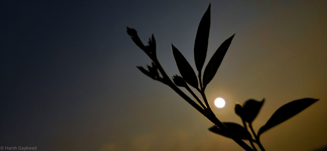 SILHOUETTE OF PLANT AGAINST SKY AT SUNSET