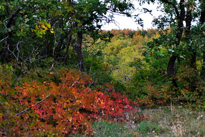 Trees on field