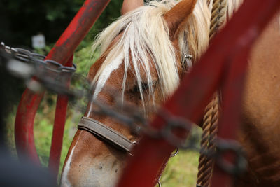 Close-up of a horse