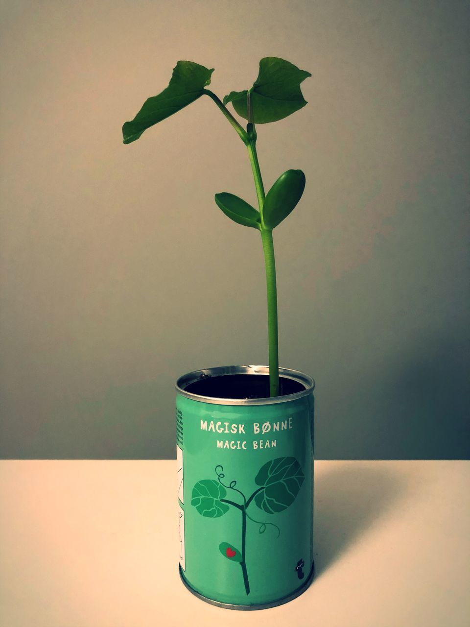 CLOSE-UP OF POTTED PLANT ON TABLE AT HOME