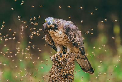 Close-up of bird perching on plant