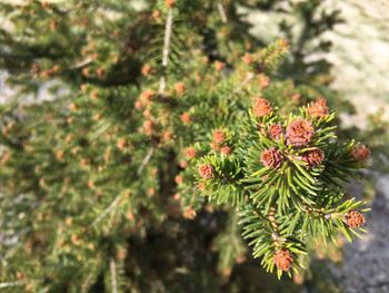 Close-up of flowering plant