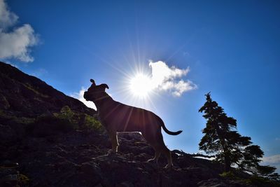 Horse standing against sky