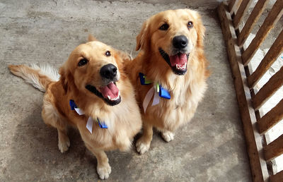 High angle portrait of golden retriever