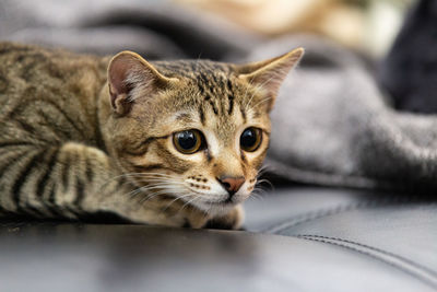 Close-up portrait of tabby kitten