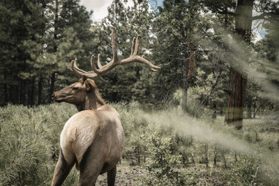 Horse in forest