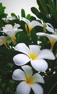 Close-up of white flowering plant