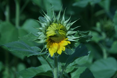 Close-up of sunflower