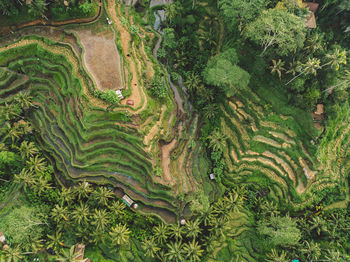 High angle view of agricultural field