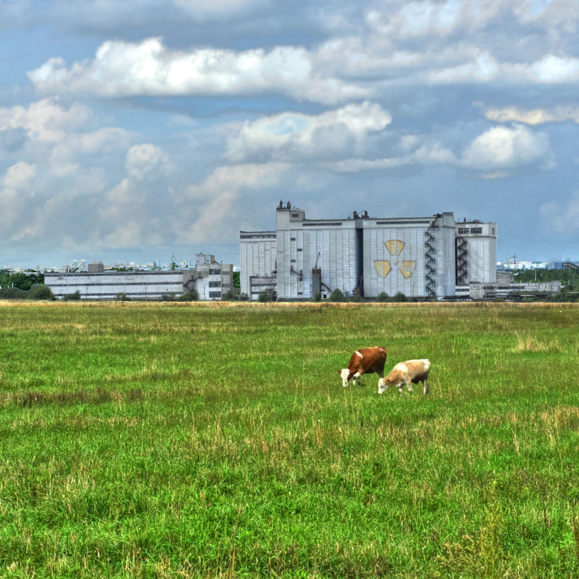 grass, animal themes, domestic animals, sky, mammal, building exterior, architecture, built structure, field, one animal, grassy, dog, cloud - sky, pets, livestock, green color, cloud, grazing, landscape, cloudy