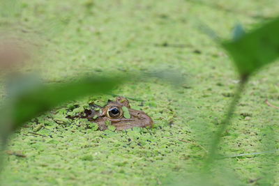 Close-up of frog on leaf