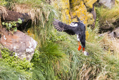 Close-up of bird in water