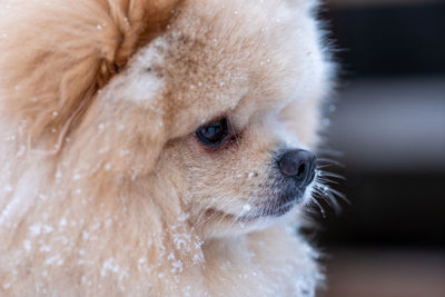 Portrait of a furry dog