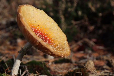 Close-up of mushroom on field