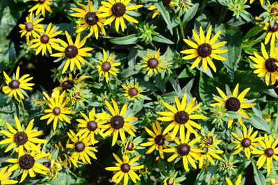 Yellow coneflowers blooming at back yard