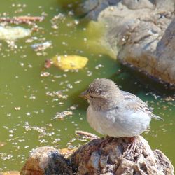 Close-up of bird perching on rock