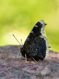 Close-up of butterfly on plant