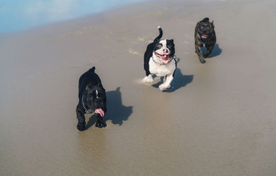 High angle view of dogs on beach