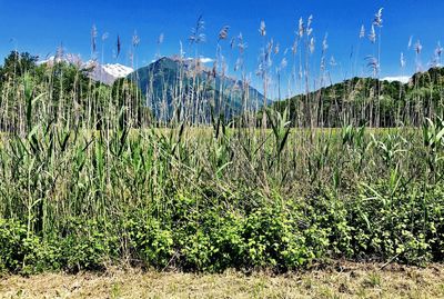 Plants growing on land against sky