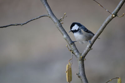 Close-up of bird perching on branch