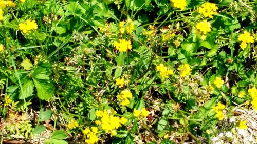 Close up of yellow flowers