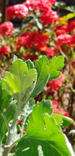 Close-up of red flowering plant