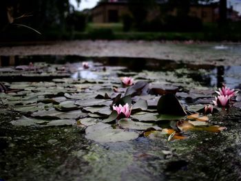 Lotus and leaves growing on pond