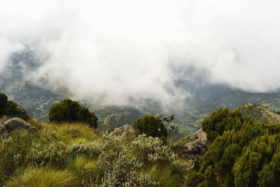 The foggy landscapes in the aberdare ranges on the flanks of mount kenya