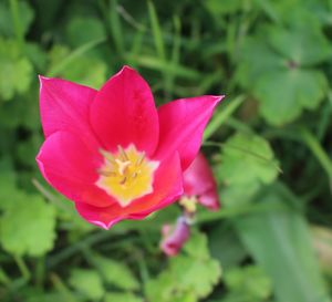 Close-up of pink flower