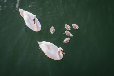 High angle view of swan floating on lake