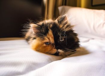 Portrait of cat relaxing on bed at home