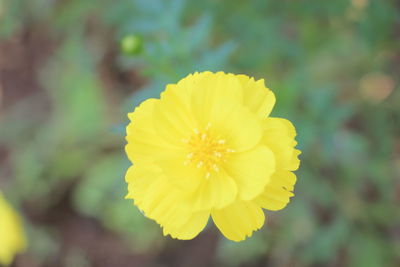 Close-up of yellow flowering plant