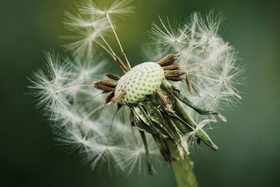 Close-up of wilted plant