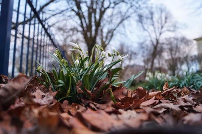 Low angle view of snowdrops growing in park