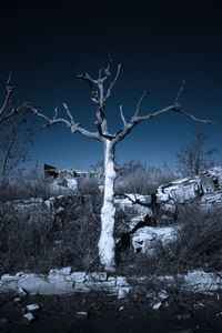 Bare tree against snow covered landscape