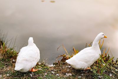 White swan on lakeshore