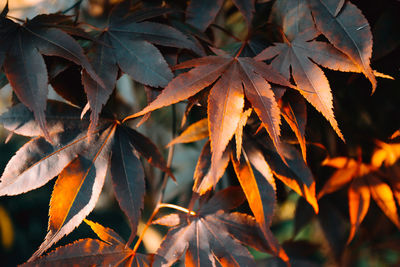 Close-up of maple leaves on plant