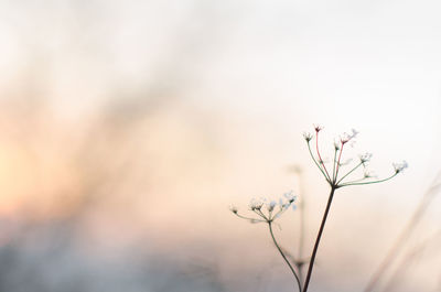 Close-up of flowering plant against sky