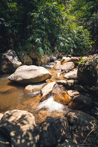 Rocks in forest