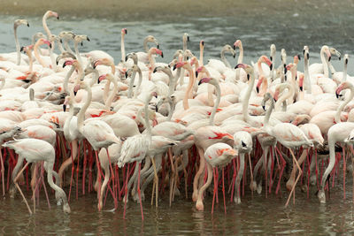 Flock of birds in lake