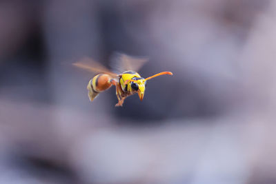 Close-up of bee flying