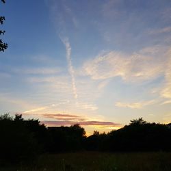 Silhouette trees on field against sky at sunset