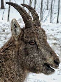 Close-up of horse on field