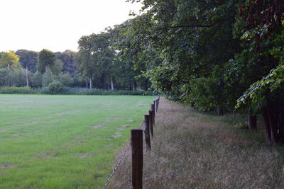 Trees on field against sky