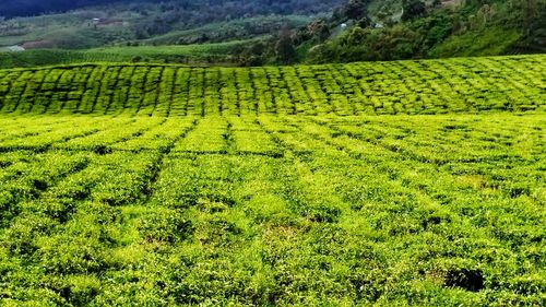 Scenic view of agricultural field