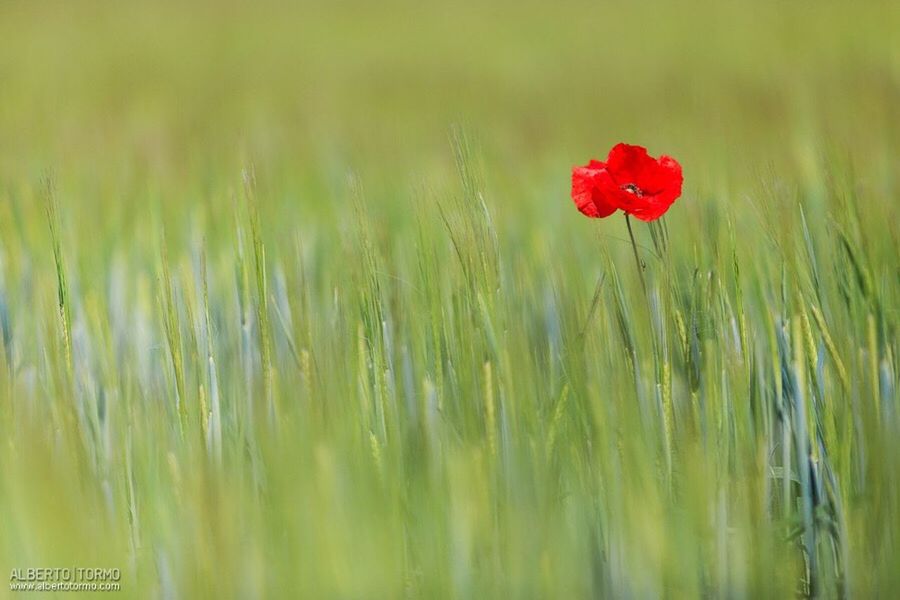 CLOSE-UP OF RED POPPY IN FIELD