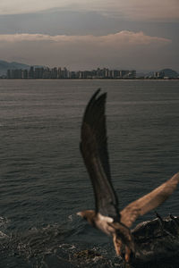 Seagull flying over sea against sky