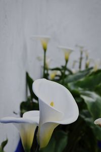 Close-up of white calla lily blooming outdoors